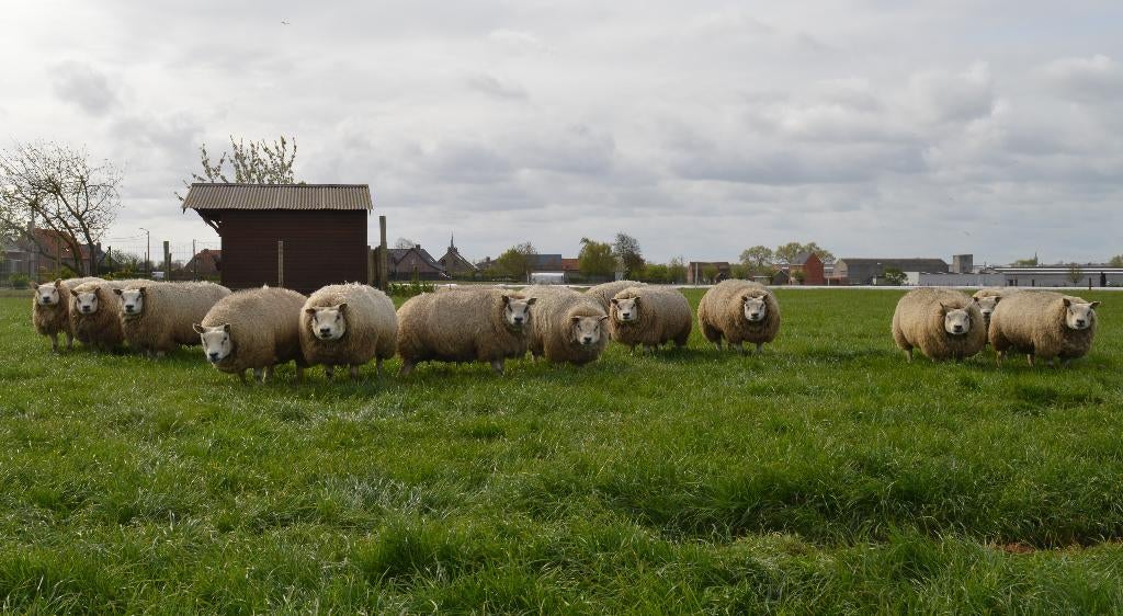 weide, landbouwgrond gezocht, Dieren en Toebehoren