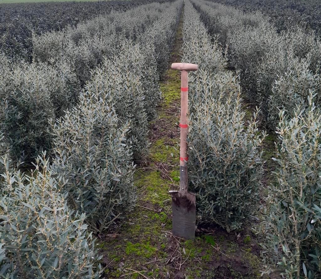 Tilleul à noyau (phillyrea angustifolia) à feuilles, Jardin & Terrasse, Enlèvement ou Envoi, Arbuste
