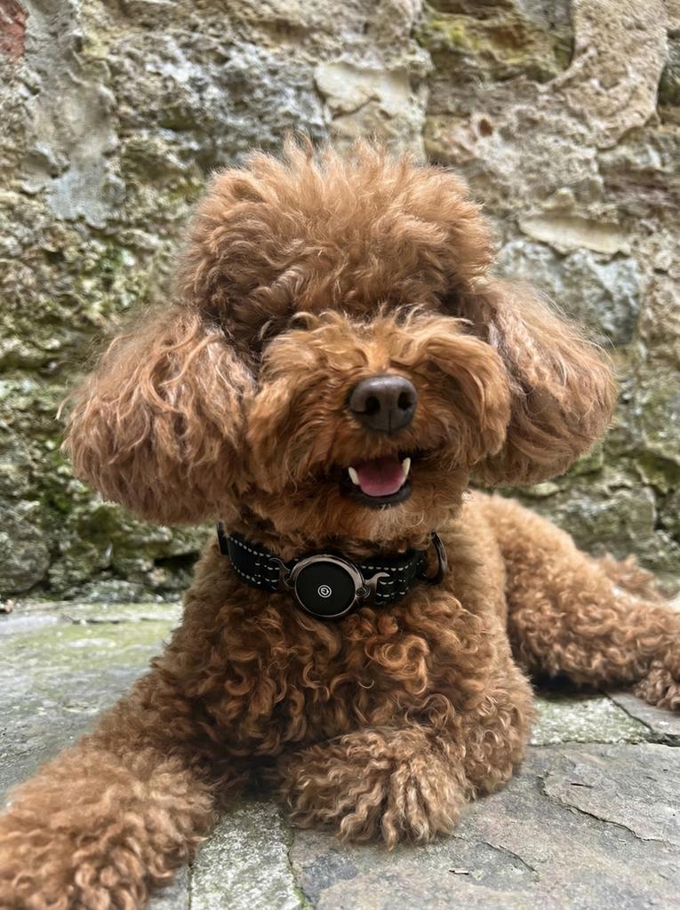 Slimme Huisdier Tracker (Zoek Mijn) - Incl. Halsband, Dieren en Toebehoren, Honden-accessoires, Nieuw, Ophalen of Verzenden