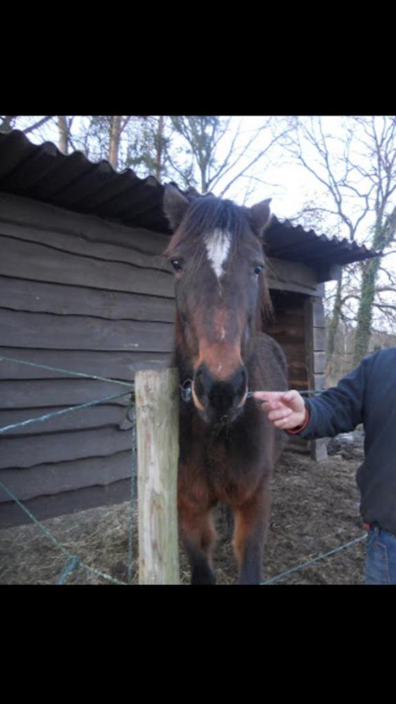 Hout balken en planken., Enlèvement