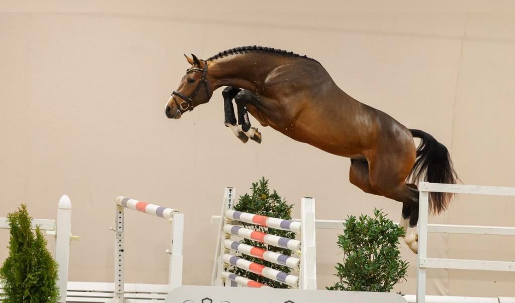 Gezocht : 3,4 jarige springefokt, Dieren en Toebehoren, Paarden, Merrie, Onbeleerd