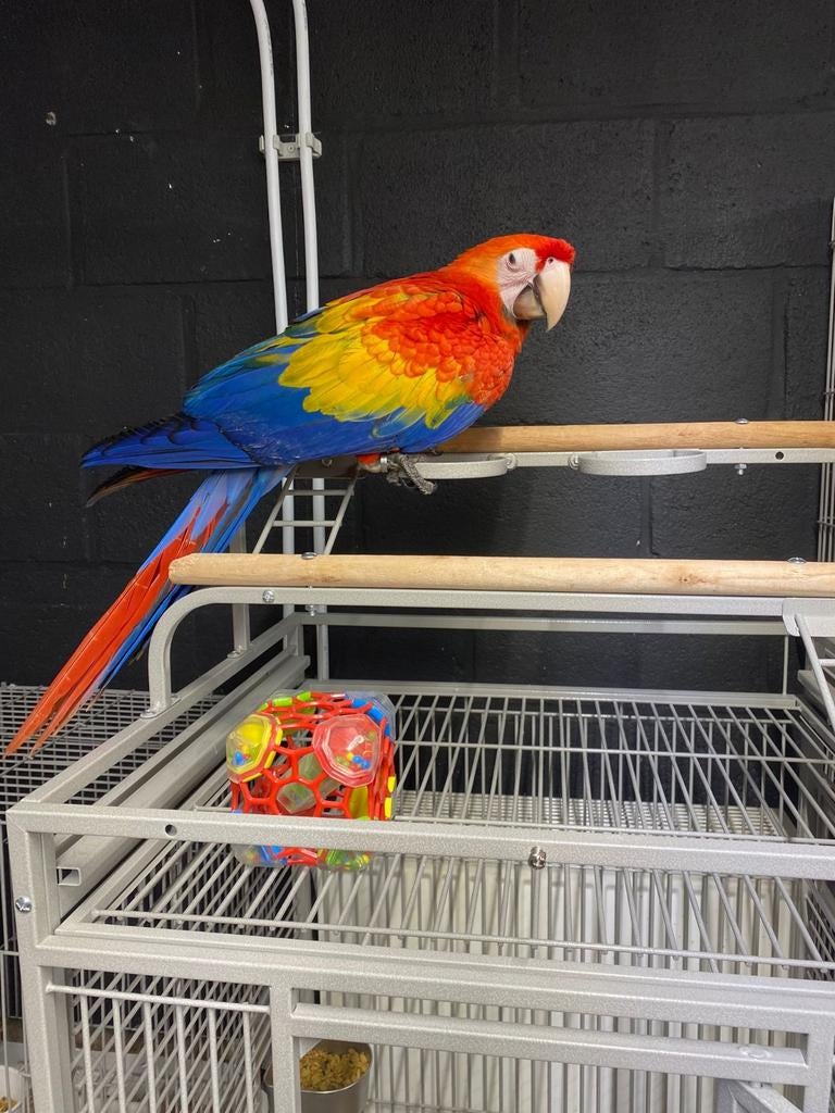 De jeunes aras à ailes jaunes apprivoisés avec de l'ADN et t, Plusieurs animaux, Perroquet, Domestique