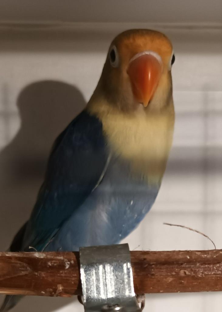 Dwergpapegaaien (Personata + Roseicolli + Fischeri) te koop, Dieren en Toebehoren, Vogels | Parkieten en Papegaaien, Meerdere dieren