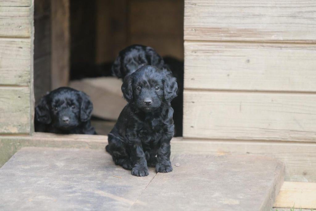 Spoodle pups, Spaniel x Poedel, Belgisch fokker, Parvo, België, Fokker | Hobbymatig, 8 tot 15 weken