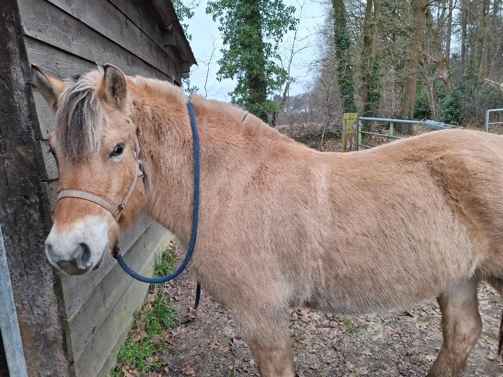 fjord  merrie, Jument, Cheval de récréation, Avec pedigree
