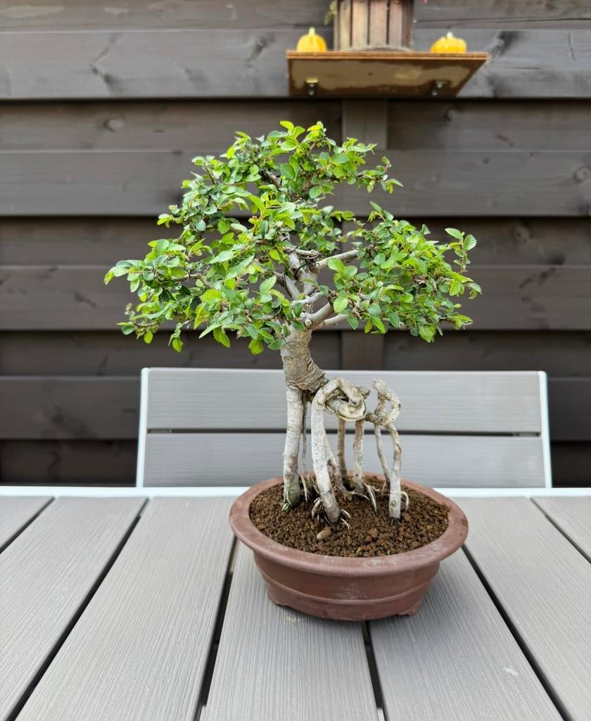 Bonsaï Ulmus Parvifolia, In pot, Halfschaduw, Lente, Minder dan 100 cm