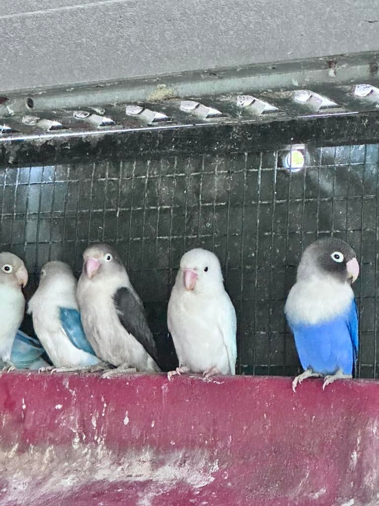 Dwergpapegaaien, Plusieurs animaux, Perroquet nain ou Inséparable, Domestique