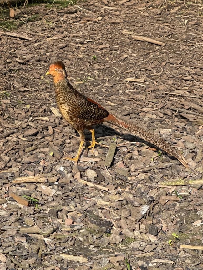 Goud fazanten, Meerdere dieren, Overige soorten