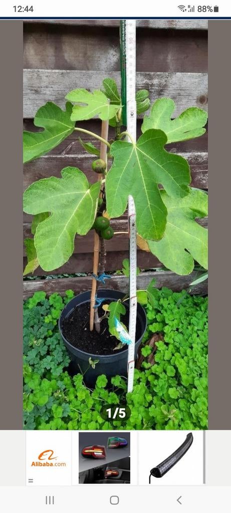 Vijgenboompjes, Tuin en Terras, Planten | Fruitbomen, Ophalen