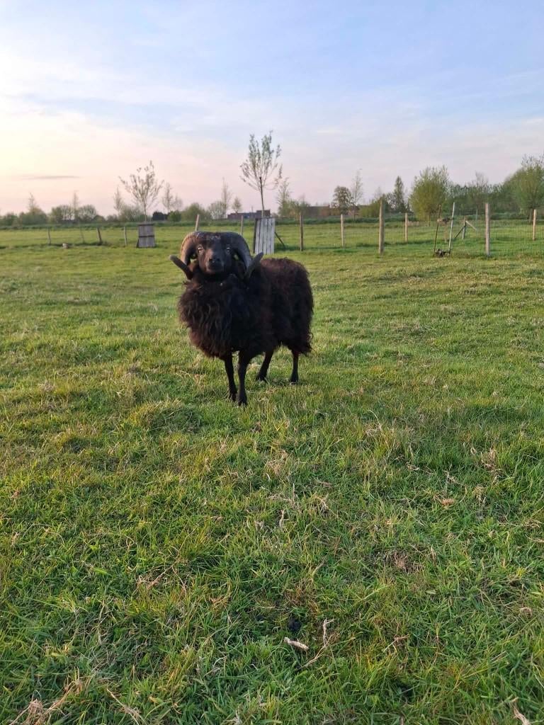 Ram - ouessant schaap, Dieren en Toebehoren, Mei, Mannelijk