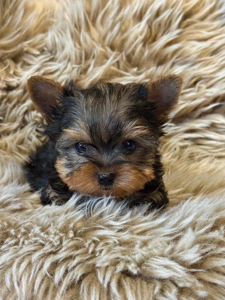 Chiots du comté de York, Animaux & Accessoires, Autres races, Plusieurs, Hépatite contagieuse (maladie de Rubarth), Belgique