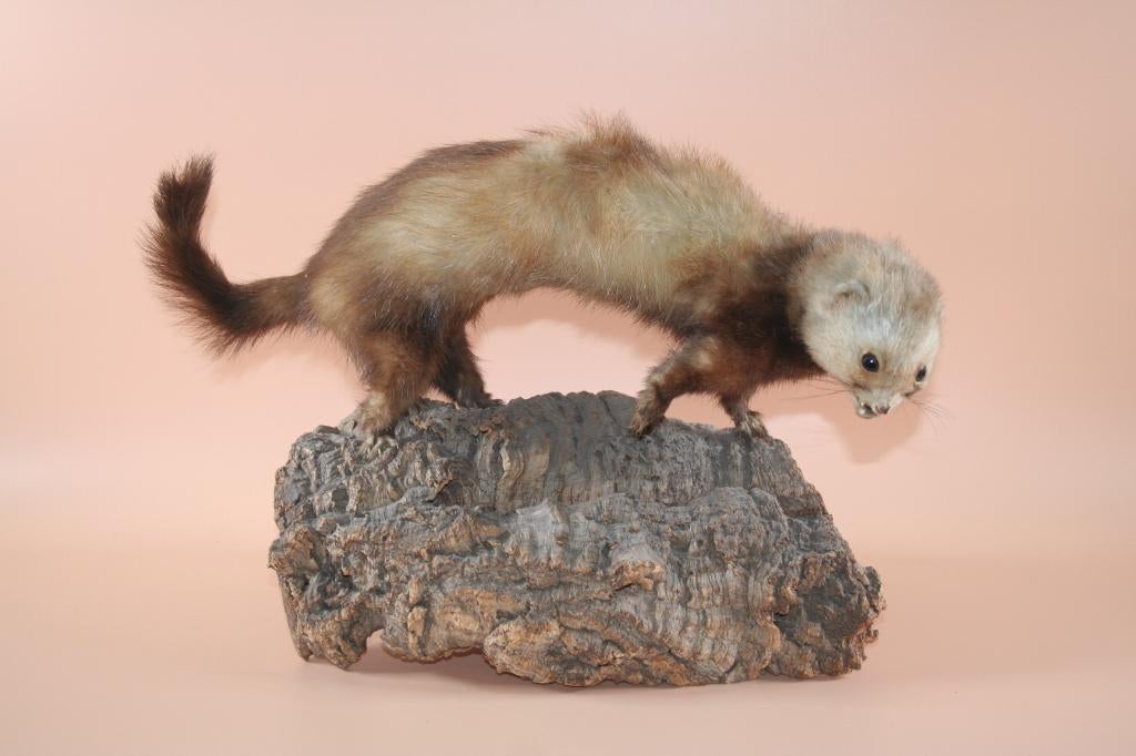 Opgezette taxidermie marter bunzing fret wezel hermelijn, Ophalen