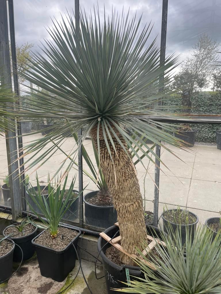 Yucca Rostrata, Lente, 100 tot 250 cm, Palmboom, Ophalen
