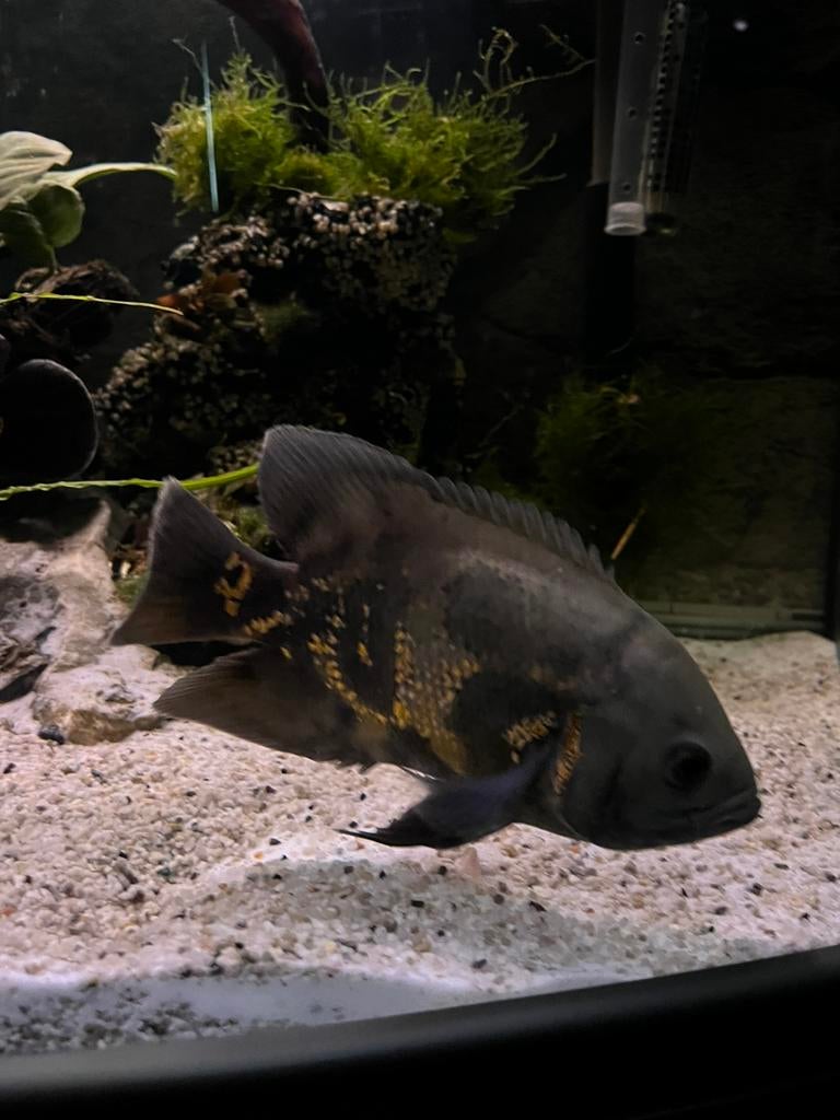 2 Oscarvissen (pauwoogcichlide)