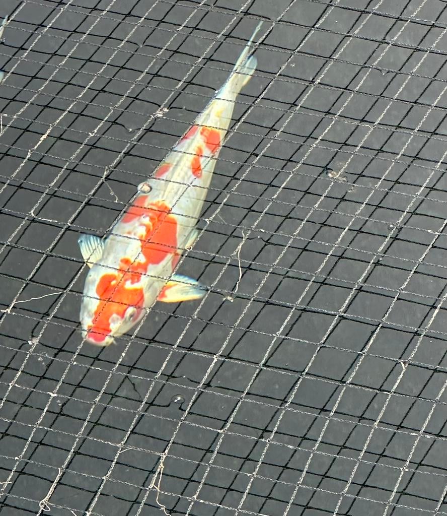 Japanse koi, Dieren en Toebehoren, Vissen | Vijvervissen, Karper of Koi