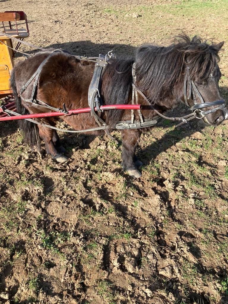 Shetlander men getuig, Ophalen, Gebruikt
