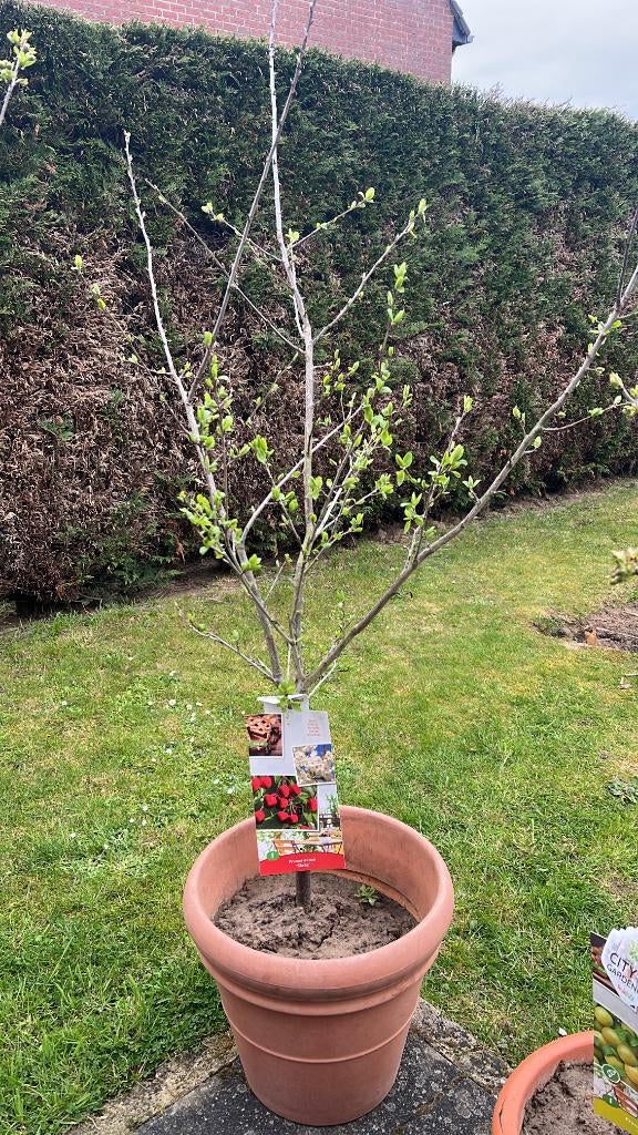 3x Kersenboom – klaar om te planten, Ophalen, 100 tot 250 cm, In pot, Kersenboom