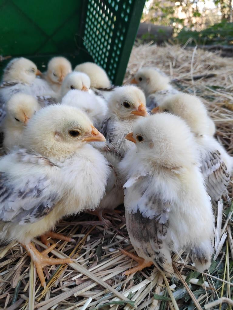 Chabo kuikens, Dieren en Toebehoren, Ophalen