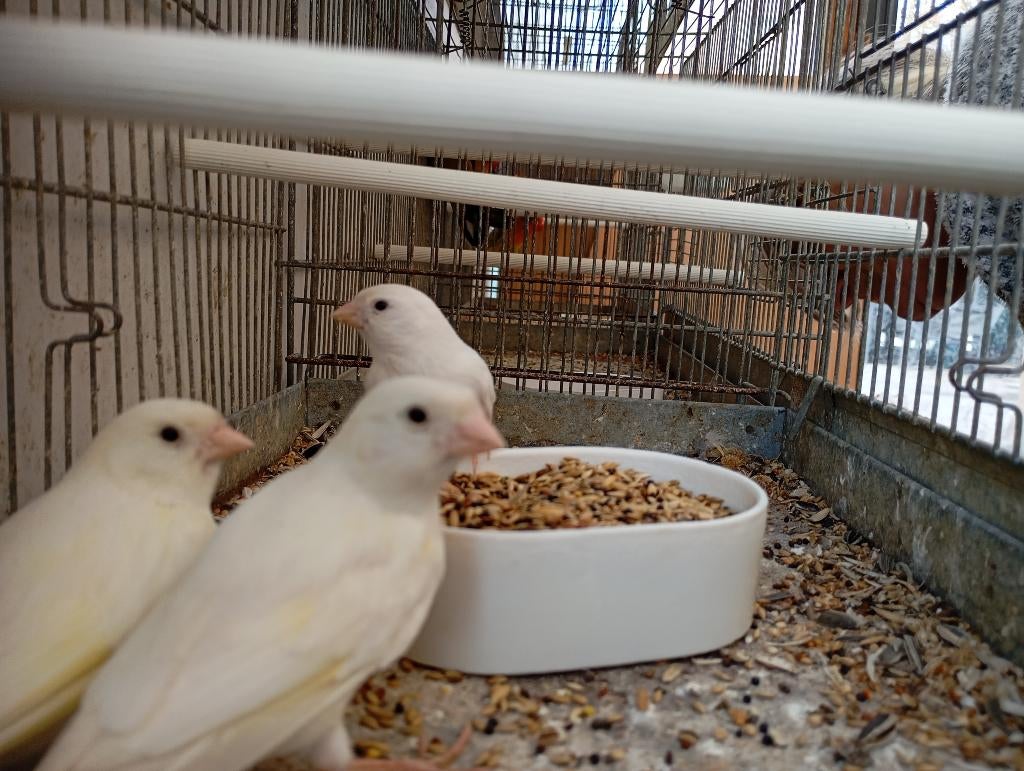 witte kanarie mannen, Dieren en Toebehoren, Vogels | Kanaries, Zangkanarie, Mannelijk