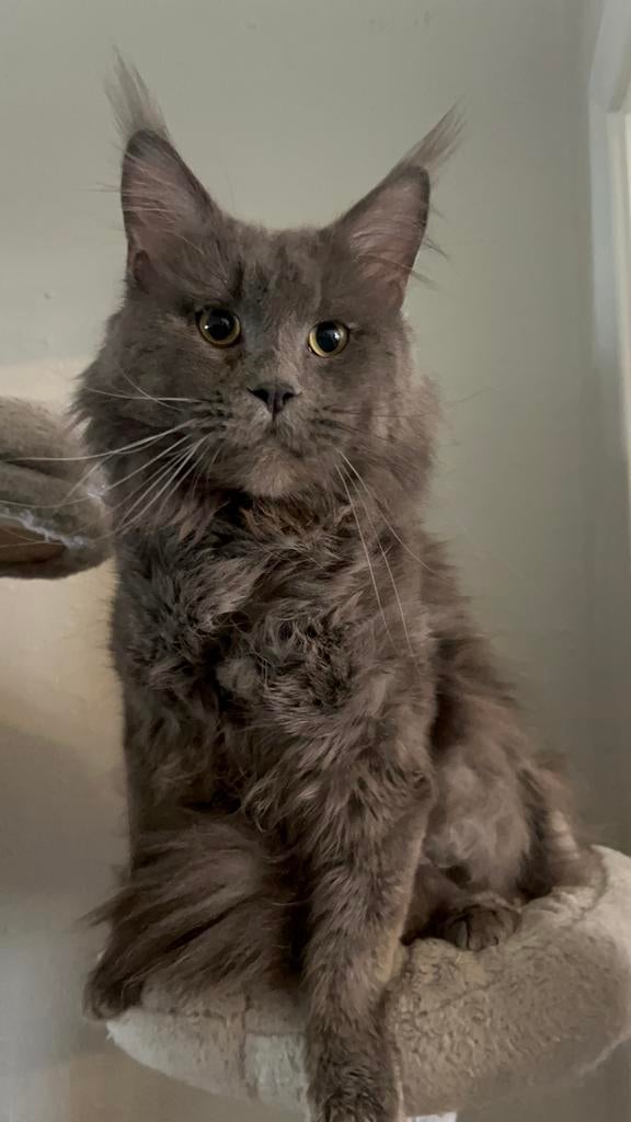 MK Dekkater, Kater, Met stamboom, 3 tot 5 jaar