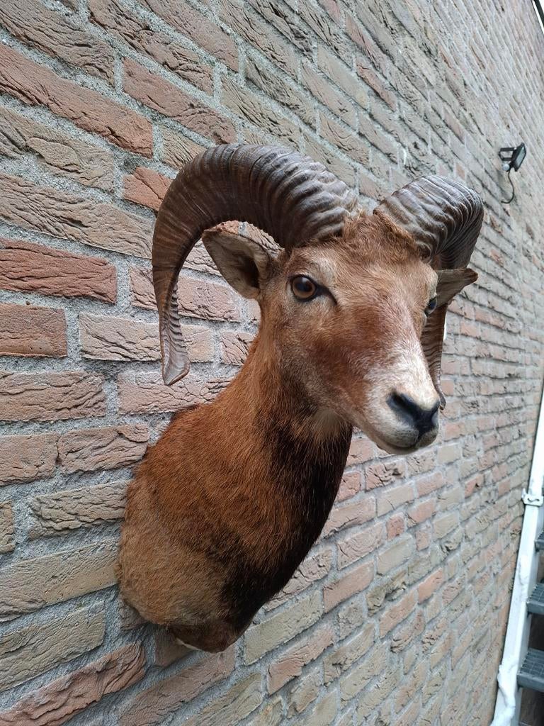 Opgezette kop moeflon taxidermie schedel jacht gewei hert, Ophalen, Wild dier, Gewei of Kop