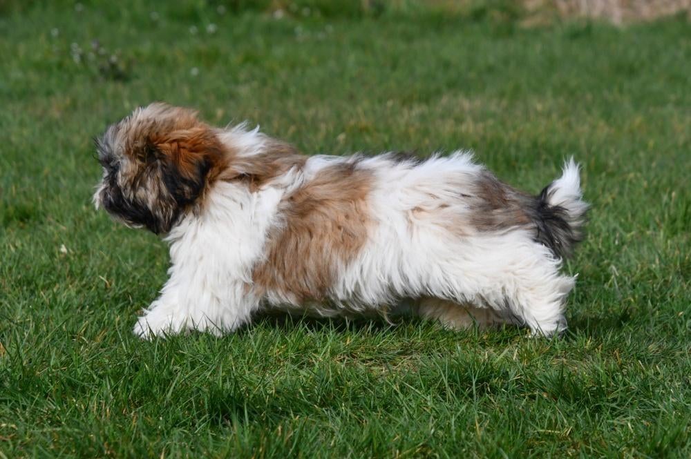 Chiots Shih Tzu à vendre, 15 semaines à 1 an, Étranger, Chien (mâle), Hépatite contagieuse (maladie de Rubarth)