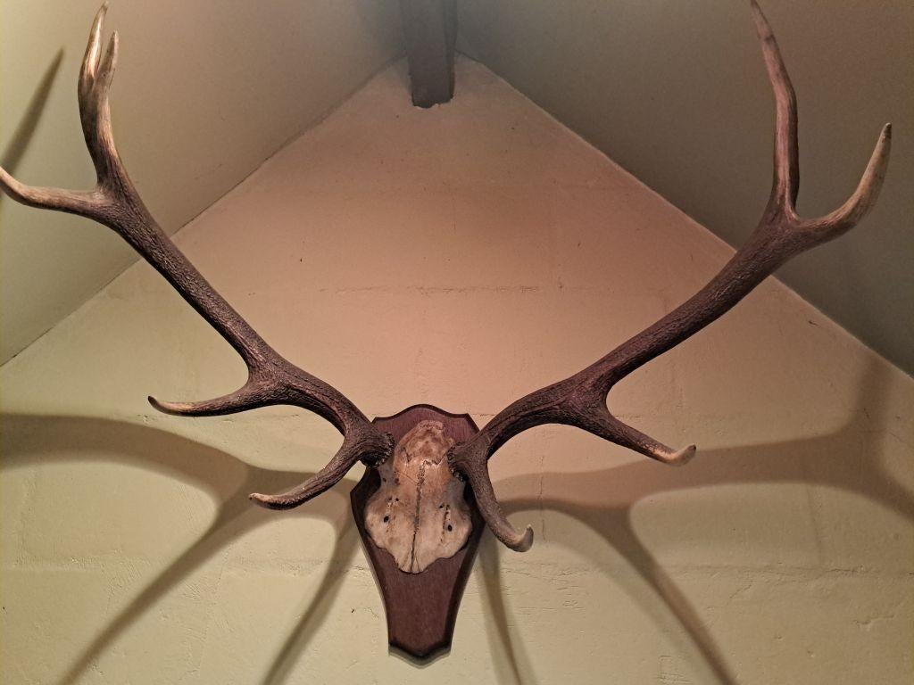 Gewei edelhert, Verzamelen, Dierenverzamelingen, Ophalen, Zo goed als nieuw, Hert, Gewei of Kop