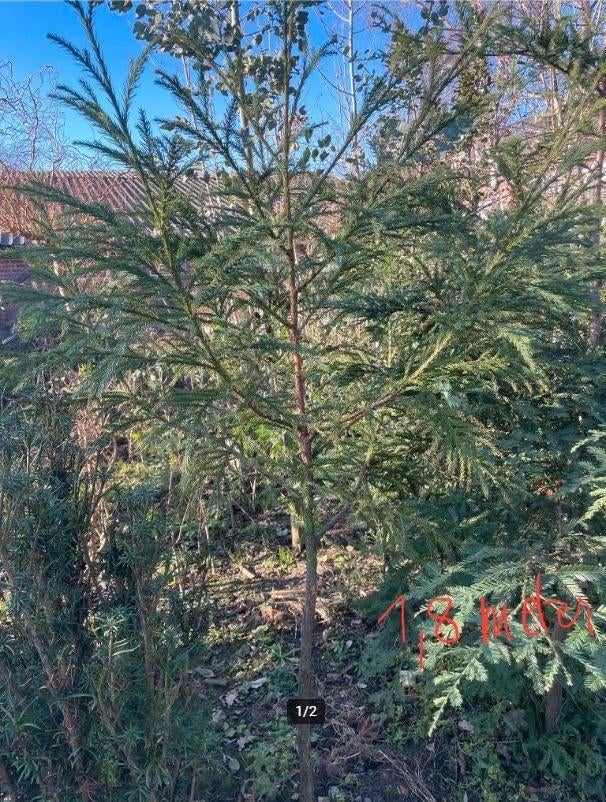 Japanse ceder, Jardin & Terrasse, Plantes | Arbres, Hiver, Enlèvement