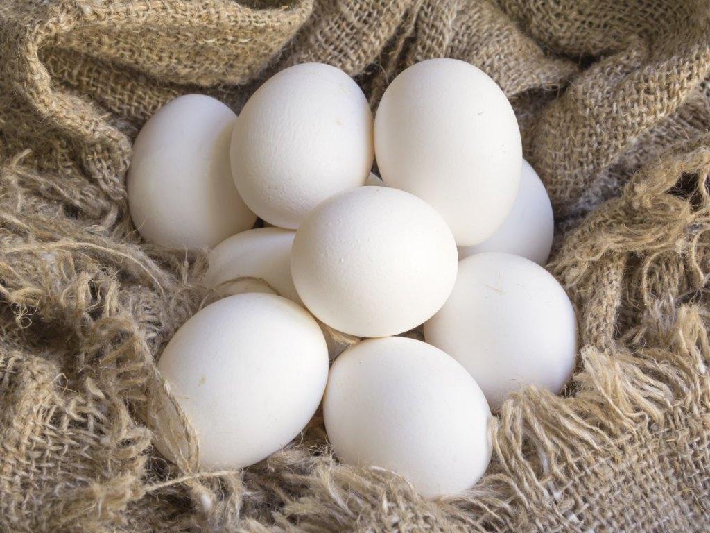 poulets blancs Sussex et Livourne blanche 0499/082381, Femelle, Poule ou poulet