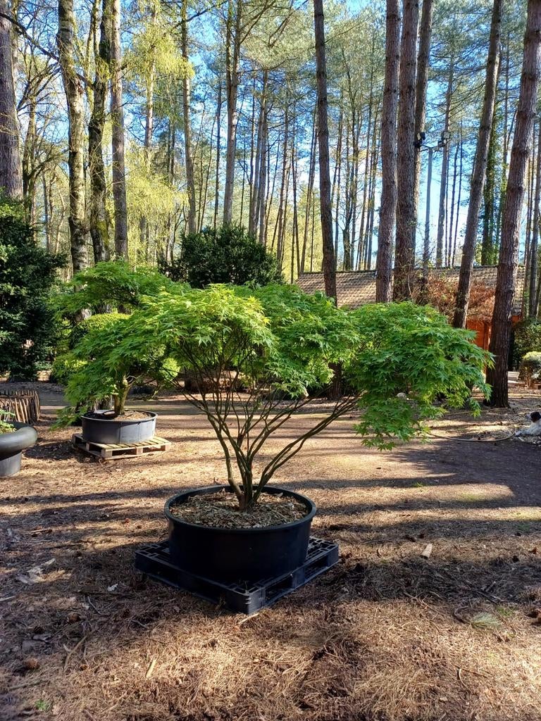 dwergacer, Tuin en Terras, Ophalen