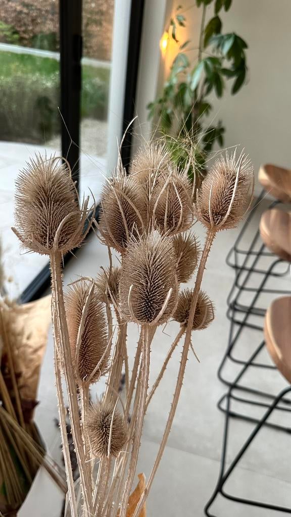 Droogbloemen, Enlèvement, Comme neuf