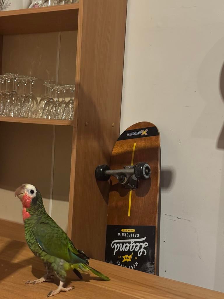 Cuba amazon half tam, Dieren en Toebehoren, Vogels | Overige Vogels, Tam