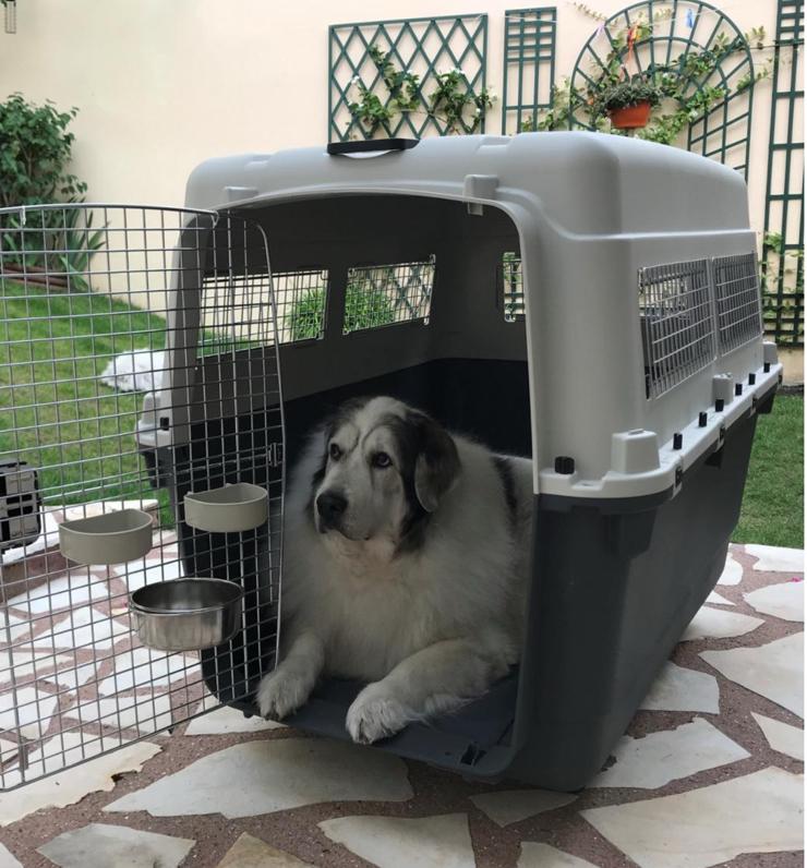 Cage de transport xxxl, Enlèvement, Comme neuf