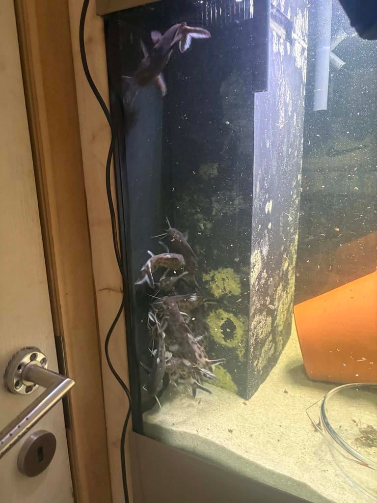 Synodontis polly white, Animaux & Accessoires, Poissons | Aquariums & Accessoires, Enlèvement