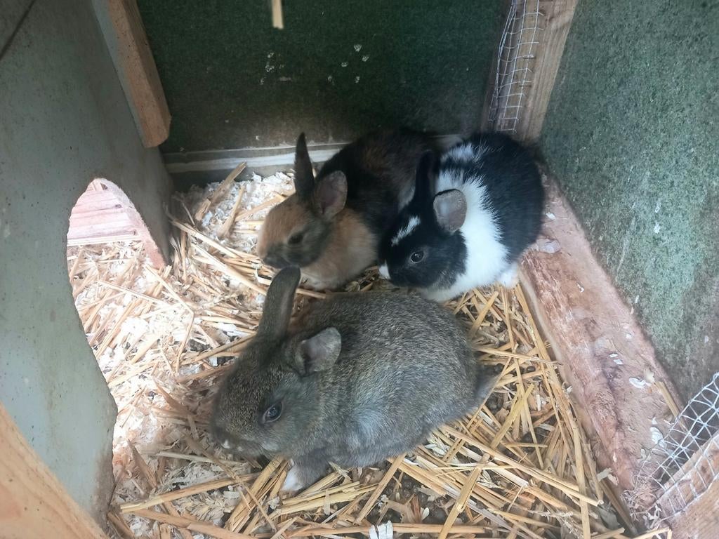 Dwergkonijnen, Plusieurs animaux, Nain