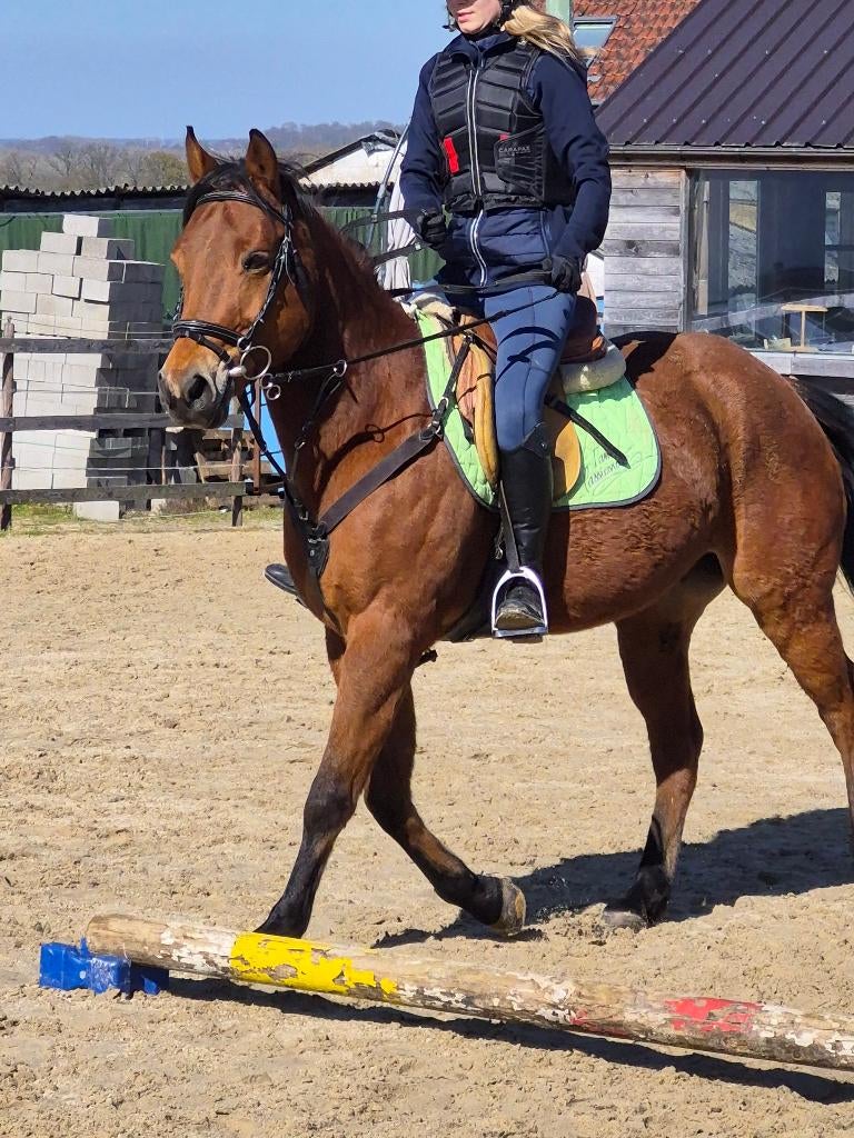 D pony, Dieren en Toebehoren, Pony's, Gechipt, Ruin, Niet van toepassing, 11 jaar of ouder