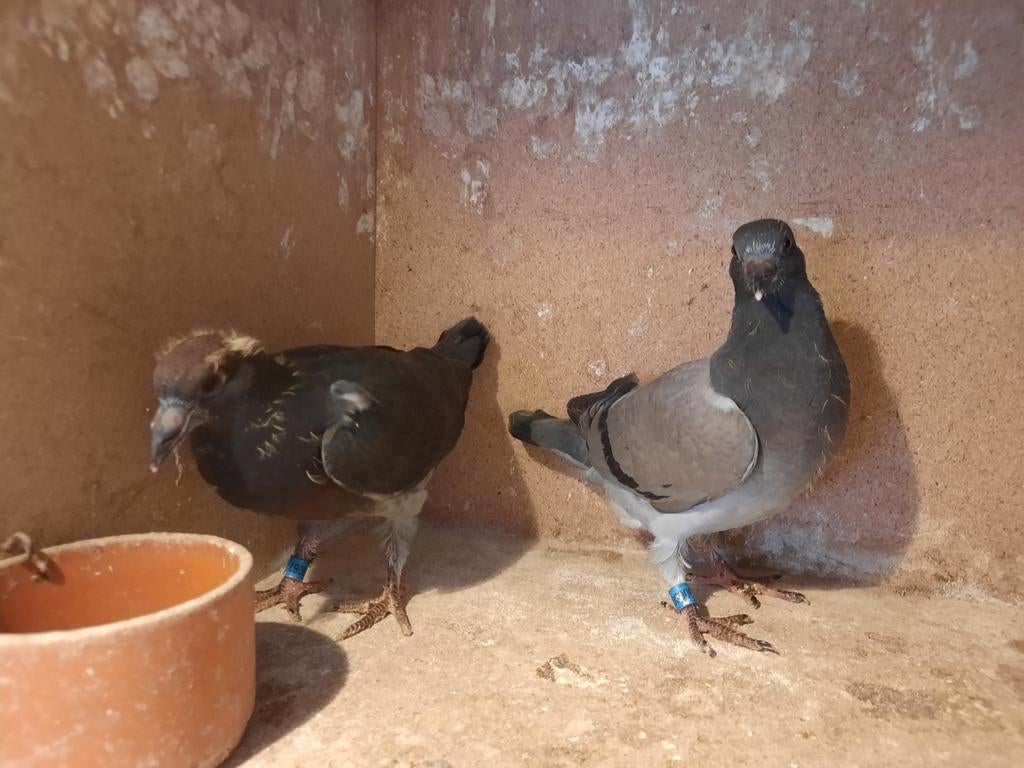 Koppel jonge duiven., Dieren en Toebehoren, Vogels | Overige Vogels