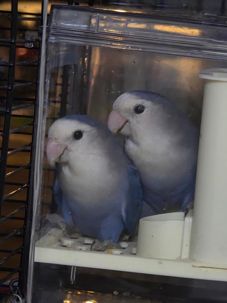 ., Plusieurs animaux, Perroquet nain ou Inséparable, Parleur