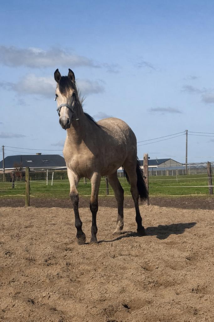 PRE valk merrie jaarling, Animaux & Accessoires, Chevaux, Jument, Non dressé, 160 à 165 cm, 0 à 2 ans, Avec pedigree, Avec puce électronique