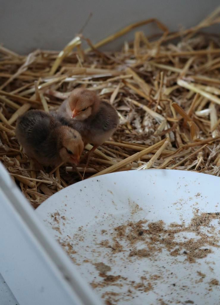 Poussins à réserver pour le week-end de Pâques, Animaux & Accessoires, Plusieurs animaux, Poule ou poulet