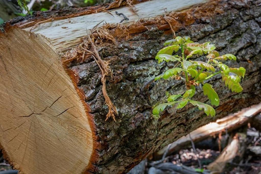 MELANGE BOIS SEC pour l’hiver 2024 / 2025, Enlèvement ou Envoi, Chêne, Bûches