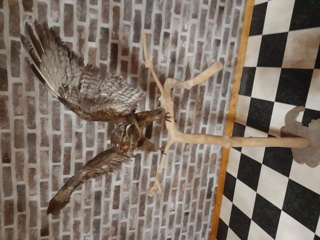 Taxidermie buizerd