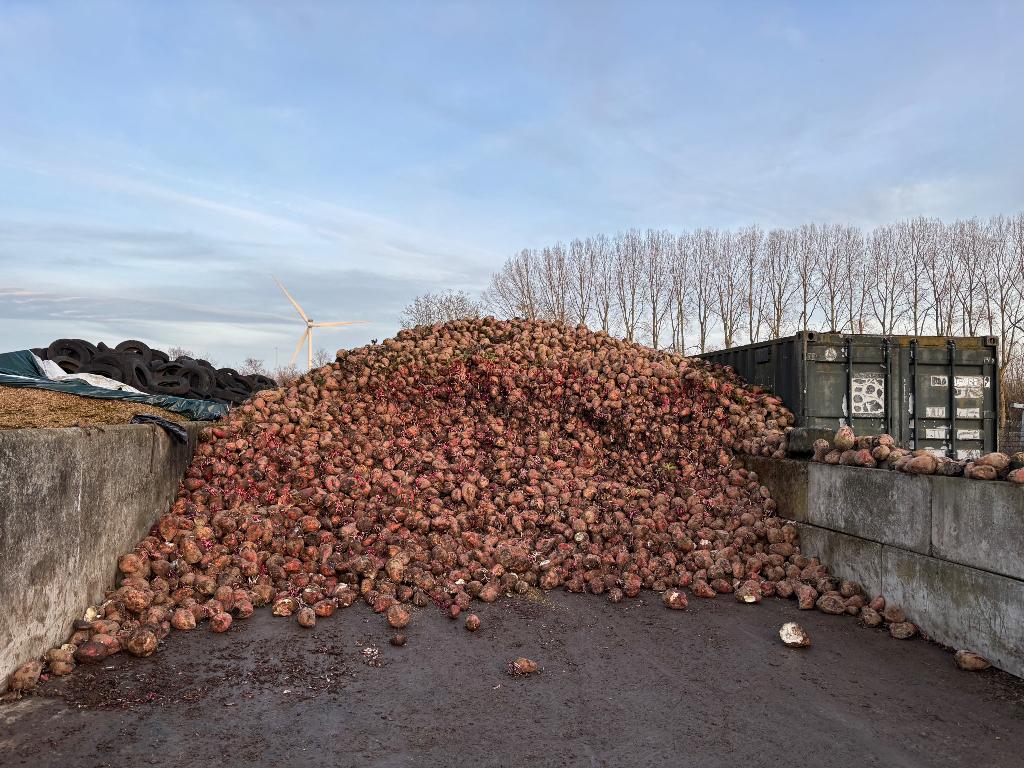 Voederbieten, Zakelijke goederen, Ophalen of Verzenden