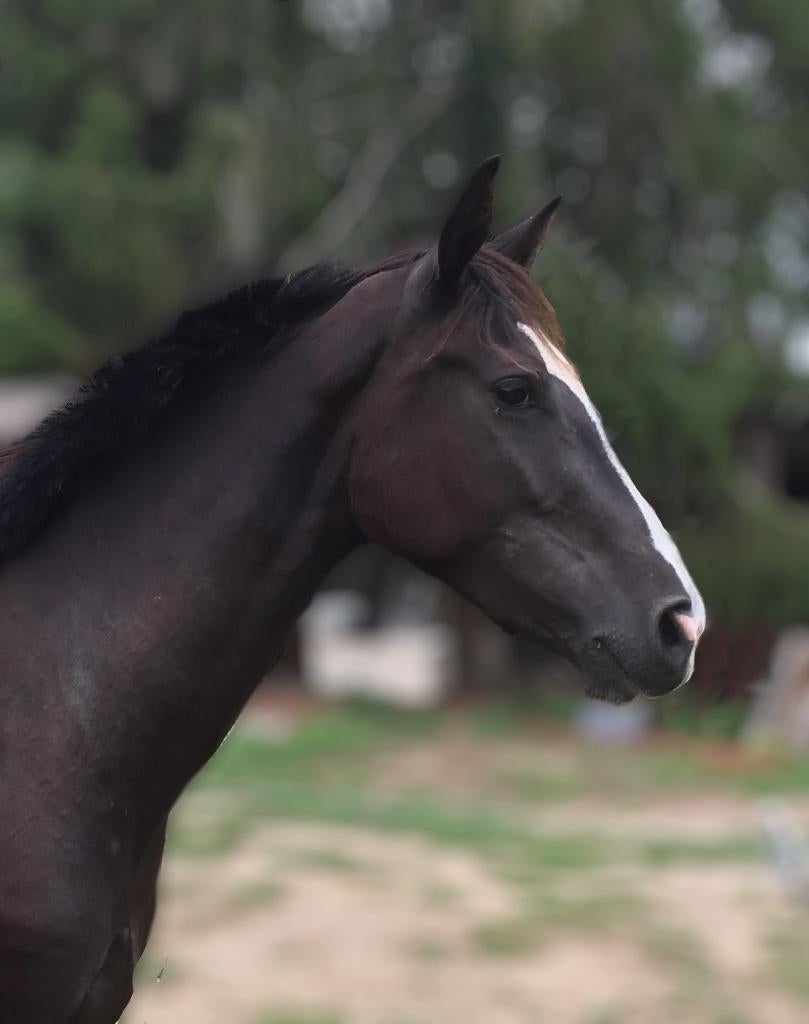 Chique zwarte fokmerrie dressuur, Dieren en Toebehoren, Merrie