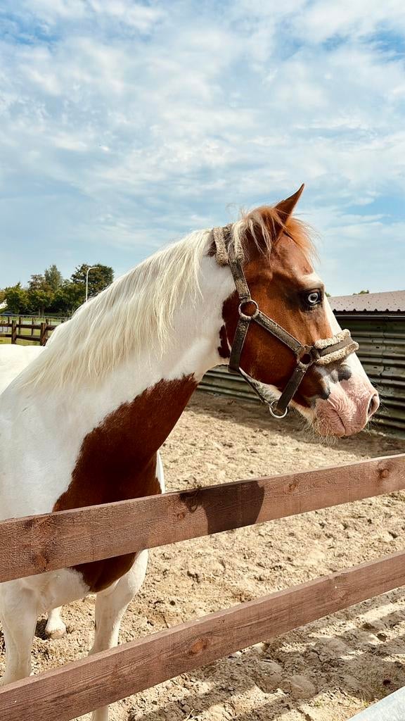 Halve stal gezocht regio WAASMUNSTER, Enlèvement, Comme neuf