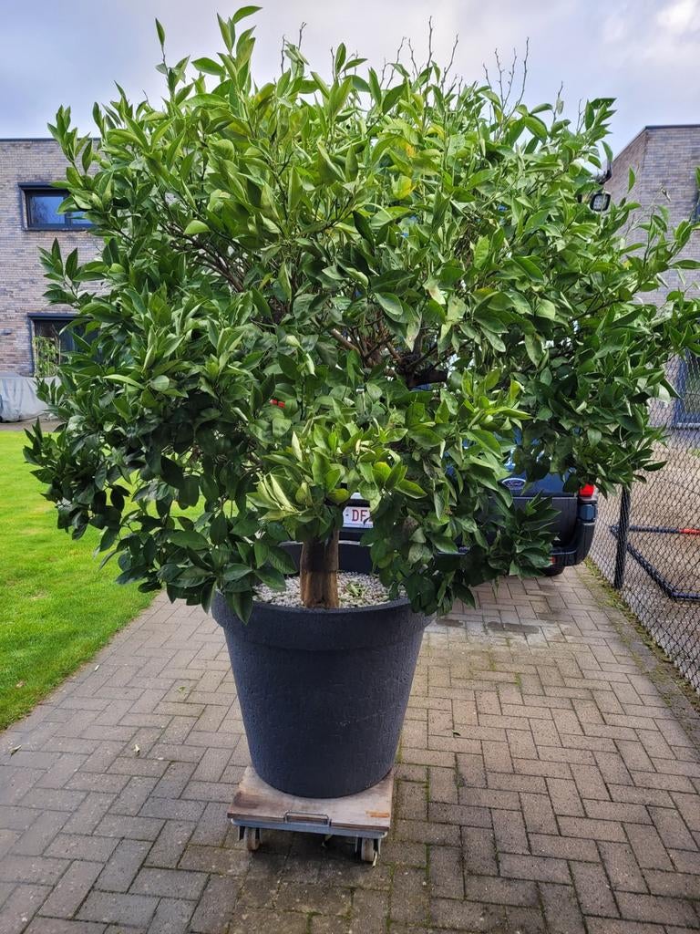 Grote appelsienboom., Ophalen