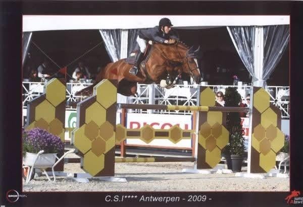 Versace vd ruitershoeve diepvriessperma broer Orlando vd hef, Animaux & Accessoires, Chevaux & Poneys | Étalons & Juments poulinières