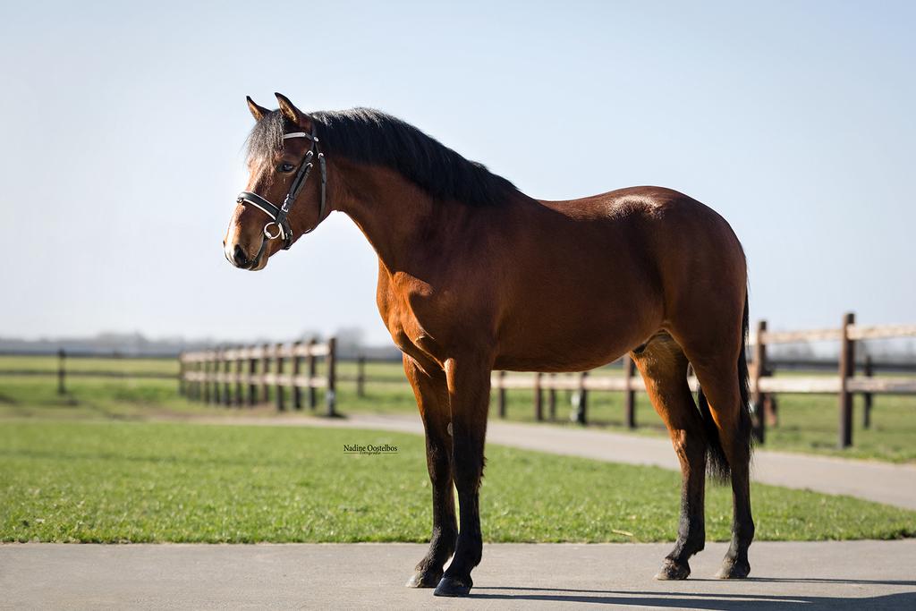 3 jarige D pony vol papier, Dieren en Toebehoren, Pony's, Met stamboom, Ruin, Springpony, Zadelmak