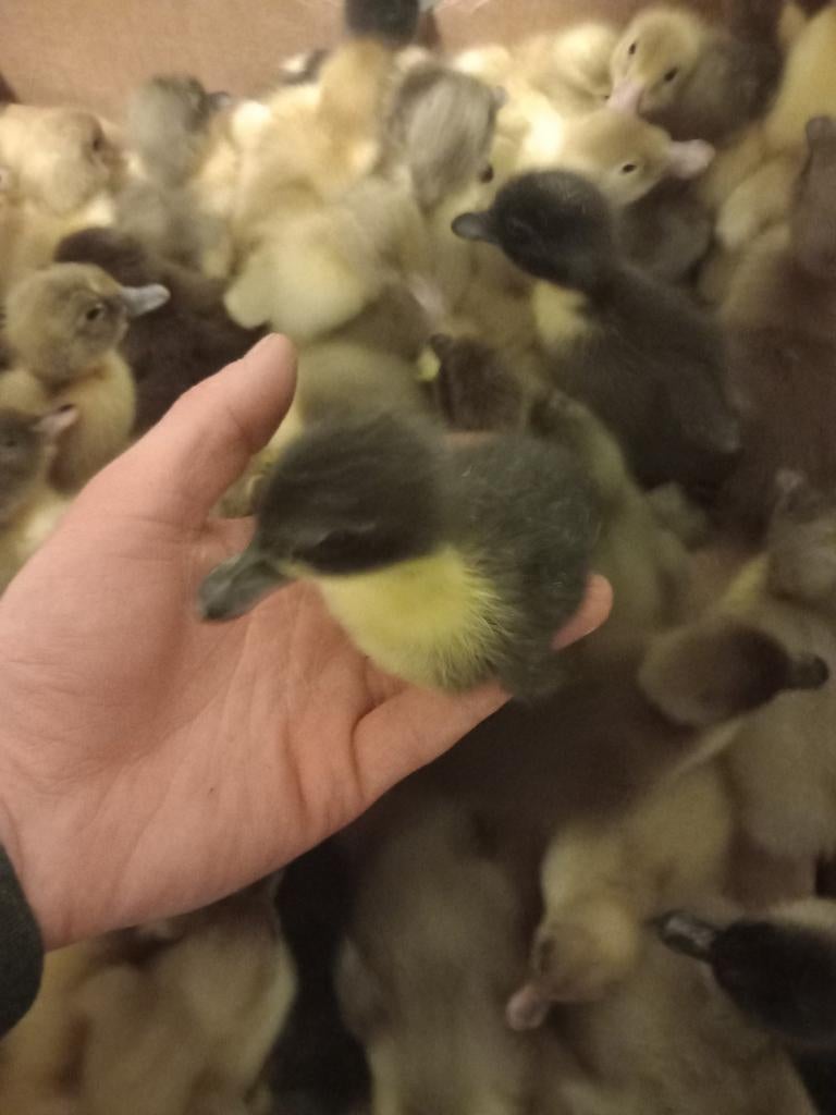 Eenden kuikens, Dieren en Toebehoren, Pluimvee, Eend