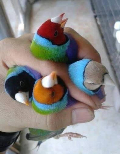 Enkele klassieke diamanten paren van Gould, Dieren en Toebehoren